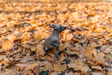 xoloitzcuintle dog in a pile of leaves