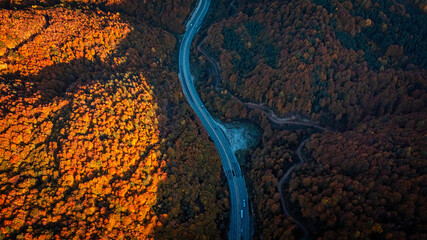 aerial view of the road between colorful autumn in forest
