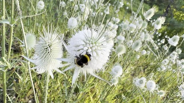 Bombus pascuorum bee macro shot. Bumblebee or hairy bee sucks nectar from Dipsacus laciniatus flower. Close up view of common carder bee (bombus pascuorum). Selective focus.