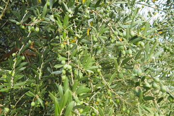 The olive, botanical name Olea europaea, meaning European olive, is a species of small tree or...