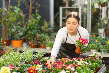 Female flower shop worker inspects primrose flowers for yellowed leaves in pots