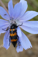Black and Orange Blister Beetle, Mylabris variabilis on a light blue Purple Flower