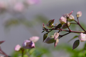 Delicate buds and leaves of blossoming flora captured in soft sunlight during early spring days