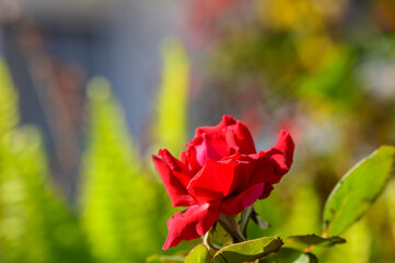 Obraz premium A vibrant red rose blossoms against a lush garden backdrop in the golden light of early morning