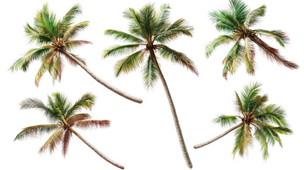Fototapeta premium Top View Collection of Coconut Trees on a Transparent Background Generative AI