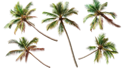 Top View Collection of Coconut Trees on a Transparent Background Generative AI