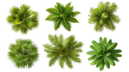 Coconut Trees With Lush Foliage on Transparent Background Generative AI