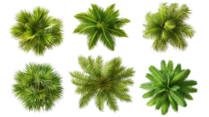 Coconut Trees With Lush Foliage on Transparent Background Generative AI