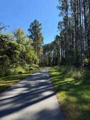 Gorgeous Trees Along Green forest