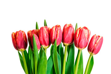 Naklejka premium red tulips isolated on white. PNG transparent background