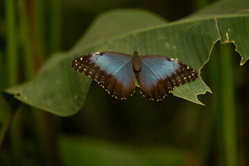 blue butterfly perched on leaf