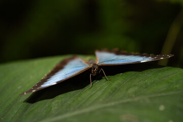 blue butterfly perched on leaf