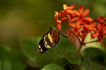 tricolor butterfly perched on flowers