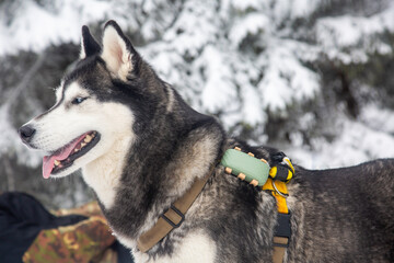A Siberian husky, with its iconic blue eyes and thick winter coat, strikes a pose