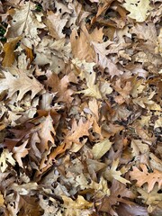 autumn leaves background