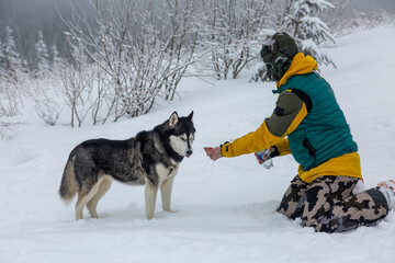 A majestic Siberian Husky stands alert in deep snow, while a person in winter gear with a yellow jacket and camo pants reaches out to offer a treat