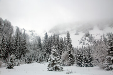 A serene winter landscape unfolds, with a dense forest of snow-laden pine trees stretching across the hillside