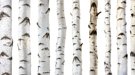 Set of thin birch trunks with white bark and dark markings, arranged in a neat row, isolated on white 
