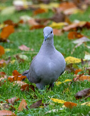 Eurasian collared dove amongst autumn leaves