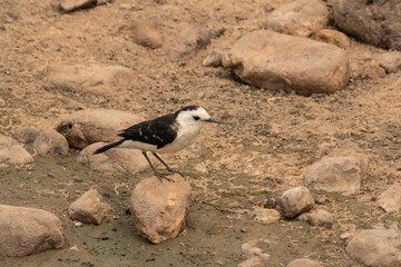Black-backed water tyrant standing on a stone
