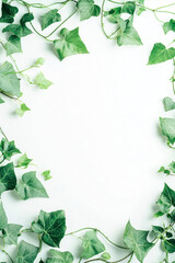 Fototapeta premium Vertical Nice green ivy frame on white background.