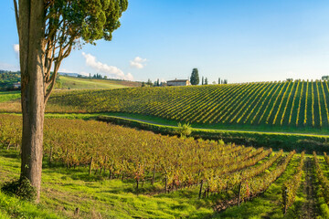 Cypress tree and Chianti vineyards landscape. Tuscany region, Italy
