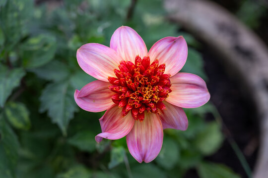 Orange pink dalhia flower in summer, close up
