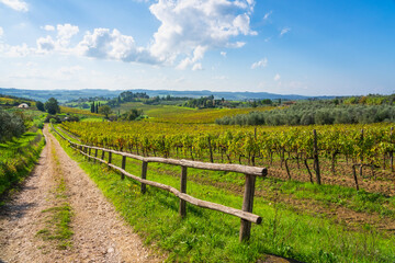 Path in Chianti region, landscape with vineyards and olive trees. Torri, Scandicci, Tuscany region, Italy