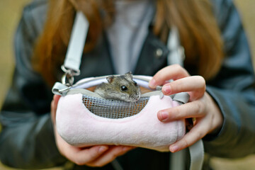 A beautiful female hamster of Djungarian origin, a beloved pet, on an autumn walk in the forest in a carrying bag.