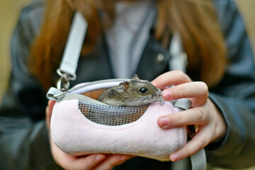 A beautiful female hamster of Djungarian origin, a beloved pet, on an autumn walk in the forest in a carrying bag.