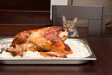 Curious tabby cat is staring at a large roasted turkey ,licking.