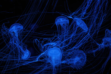 Sea jellyfish with long tentacles