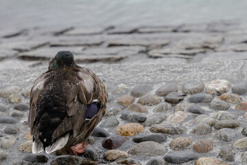 A peaceful moment of a duck hiding its beak in its wings, surrounded by rain drops. The wet feathers and serene posture evoke calm and the beauty of nature in a rainy environment.