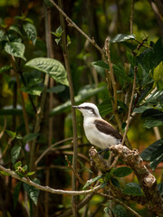 Pássaro noivinha, pássaro branco e preto.