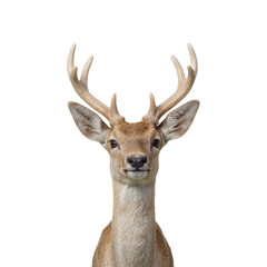 Elegant deer portrait with velvety antlers on white background