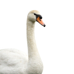 Obraz premium Elegant swan with orange beak on white background