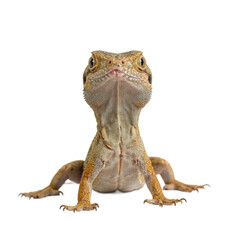 Obraz premium Inquisitive lizard with bright eyes on white background