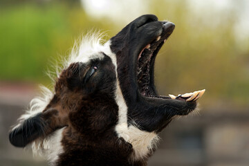 A close-up of a yawning lama, showing its open mouth and teeth, capturing a humorous and candid moment of the animal © Hulya