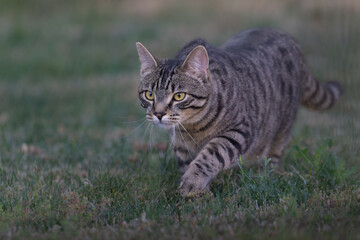 Tabby cat