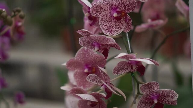 4K footage of doritaenopsis purple orchid
on a tree commonly known as the purple orchid in Indonesia. Beautiful purple orchid flowers swaying in the wind