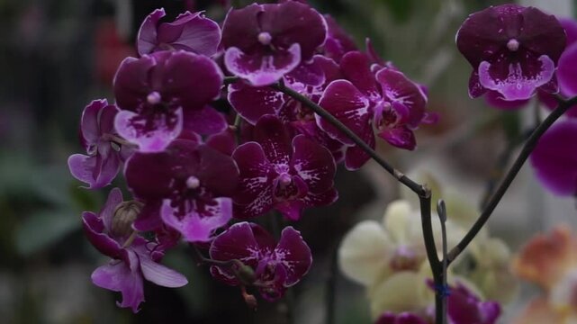 4K footage of doritaenopsis purple orchid
on a tree commonly known as the purple orchid in Indonesia. Beautiful purple orchid flowers swaying in the wind