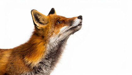 Fototapeta premium Side view of a Red fox looking up, two years old, isolated on white Background