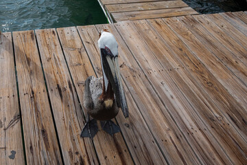 pelican on the pier
