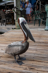 pelican on the pier