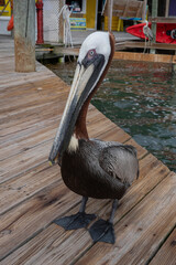 pelican on the pier
