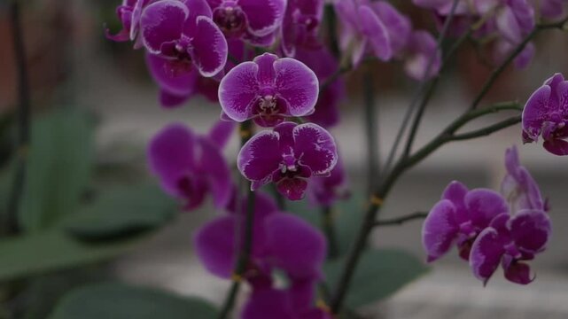 4K footage of doritaenopsis purple orchid
on a tree commonly known as the purple orchid in Indonesia. Beautiful purple orchid flowers swaying in the wind