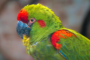 Portrait of a Red-fronted Macaw (Ara rubrogenys) © Hanjo Hellmann
