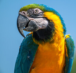 Portrait of a Blue-and-yellow Macaw (Ara ararauna)