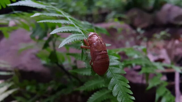 Footage of a cicada insect shell attached to a leaf. 4K footage shot in a tropical rainforest.

A cicada larva and an exuvia &mdash; the empty &ldquo;shell&rdquo; after the insect emerges.
