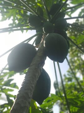 Fresh papay fruit from the tree